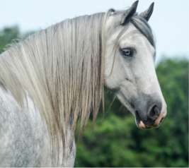 Le haut du corps d'un cheval gris avec une crinière blanche, grise et noire