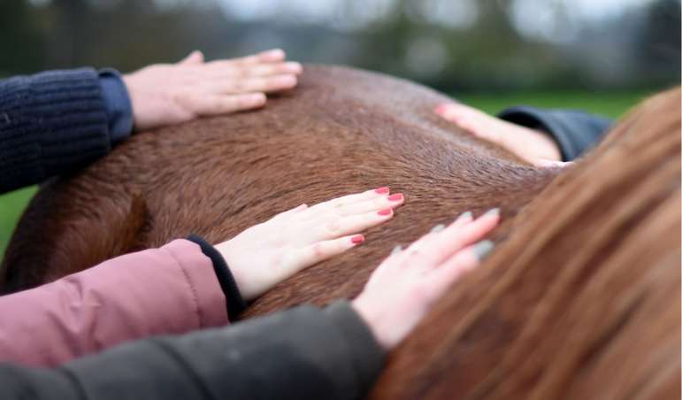 Des mains de plusieurs personnes qui touchent ensemble un cheval brun