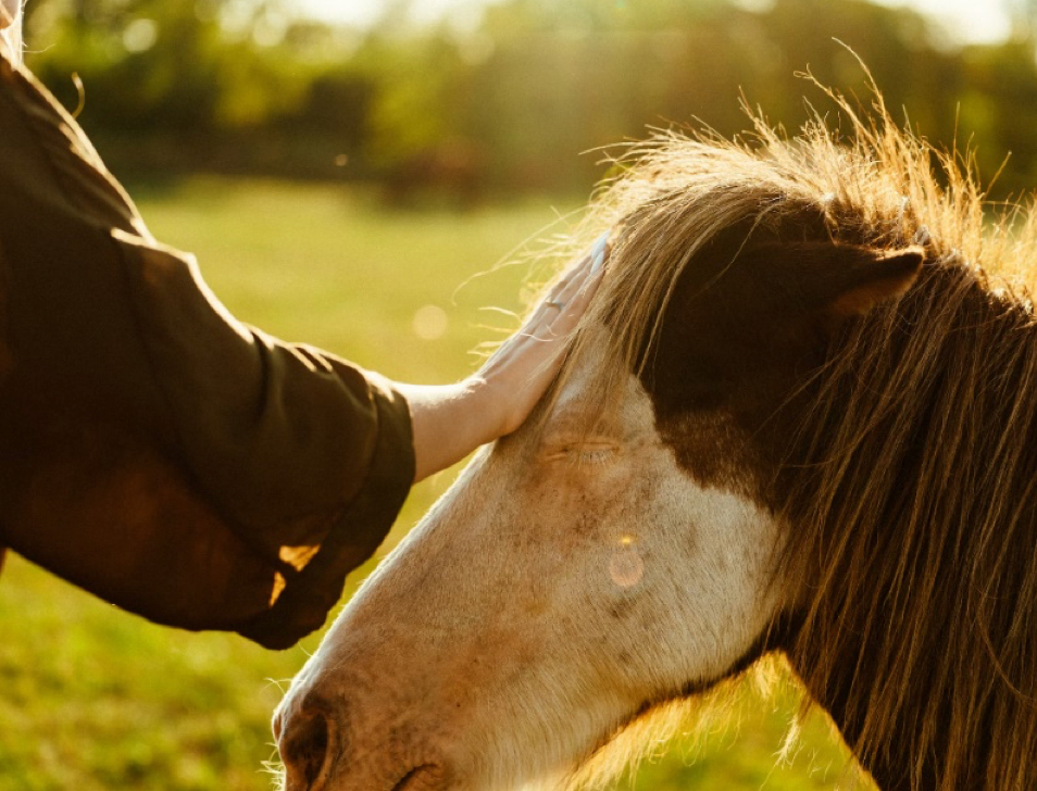 Main posée sur la tête d'un poney