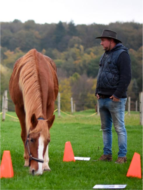 Un homme regarde un cheval alezan lors d'un exercice de formation chez EquiLink