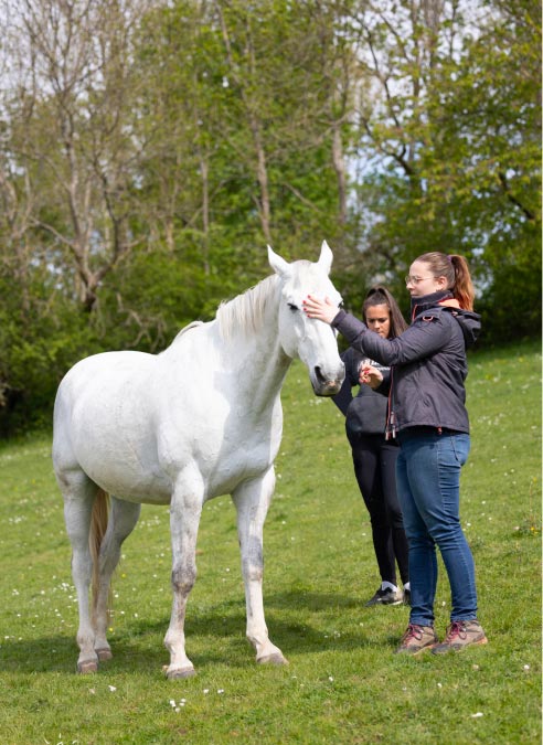 Deux femmes dans un champ avec un cheval blanc. L'une des femmes caresse le front du cheval pendant que l'autre lui tend une friandise