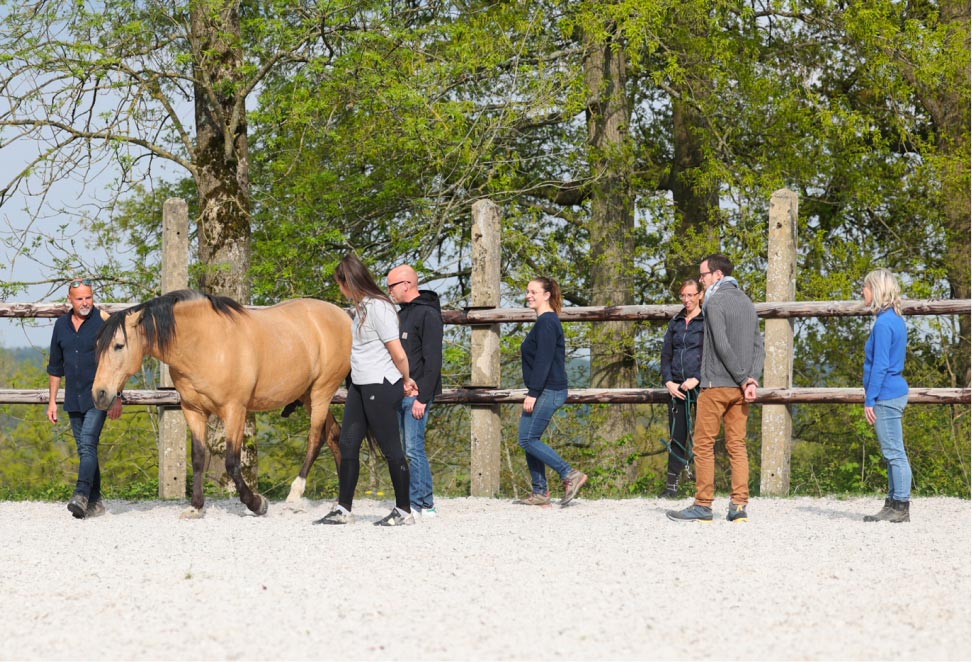 Un groupe de personne marchant à côté d'un cheval dans un manège lors d'un coaching dont la thématique est "Collaboratif"