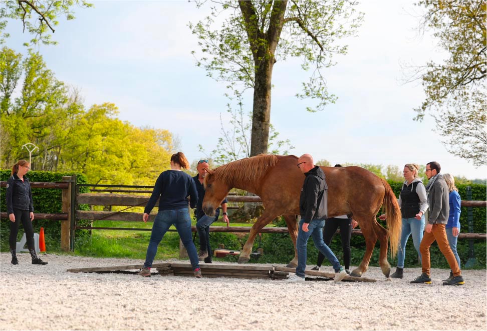 Un groupe de personnes dans un manège en train de guider un cheval alezan à traverser un petit pont en bois lors d'un teambuilding dont la thématique est la confiance