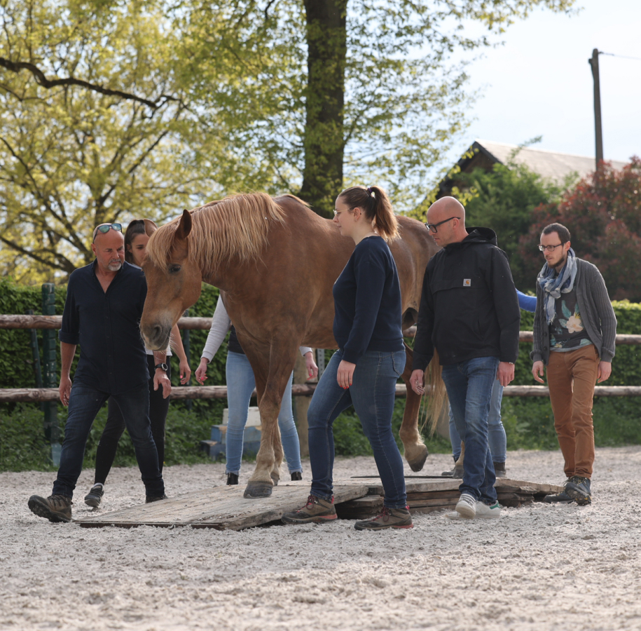 Un groupe de personnes accompagne un cheval sur une planche en bois dans un manège pour l'encourager à traverses l'obstacle