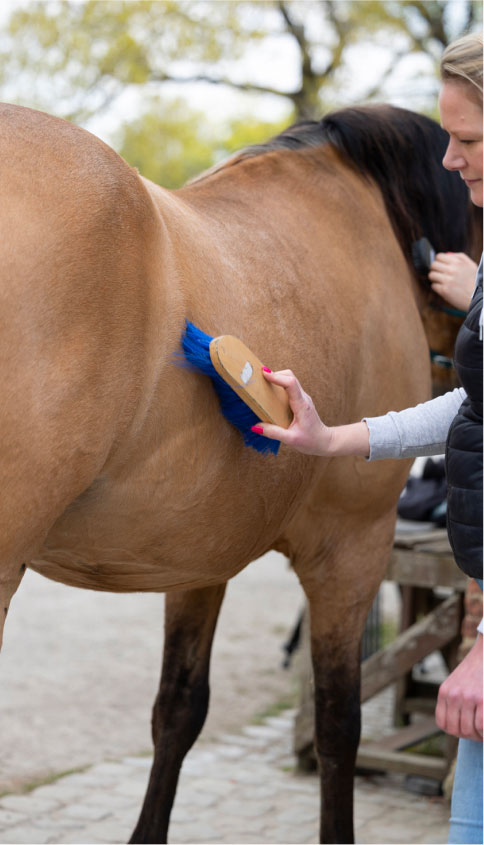 Une femme brosse les côtes d'un cheval brun