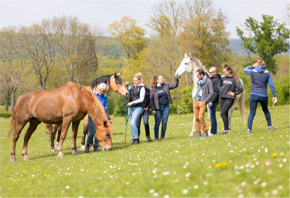 Les employés d'une entreprise dans une prairie avec des chevaux lors d'une activité organisée par EquiLink