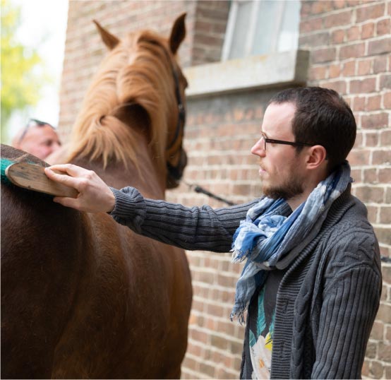 Un homme qui peigne le dos d'un cheval brun lors d'un teambuilding organisé par EquiLink