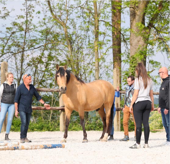 Plusieurs personnes sont réunies autour d'un cheval brun clair avec une crinière noire dans un manège lors d'un teambuilding chez EquiLink