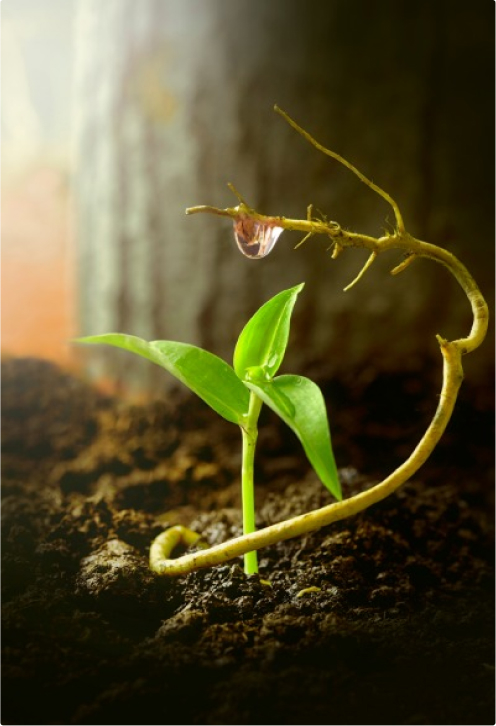 Une jeune plante exhibe une tige inclinée, avec une perle d'eau accrochée à l'un de ses délicats rameaux pour symboliser le développement et la persévérance